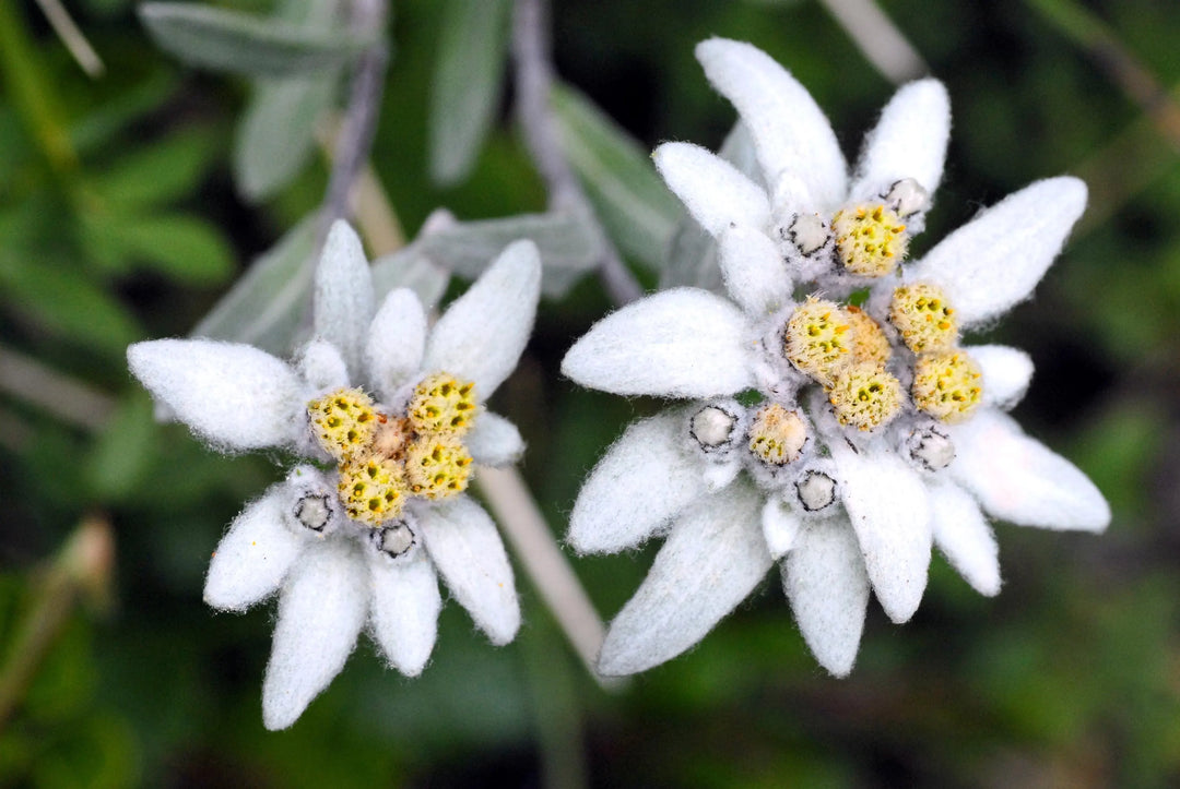 Hvide Leontopodium blomsterfrø til udplantning, friske, 100 stk