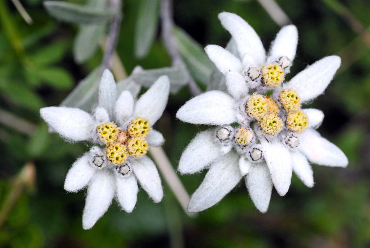 White Leontopodium Flower Seeds for Planting, Fresh, 100 pcs