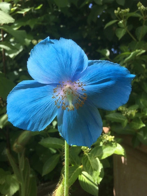 Friske Meconopsis blomsterfrø til udplantning - 100 stk