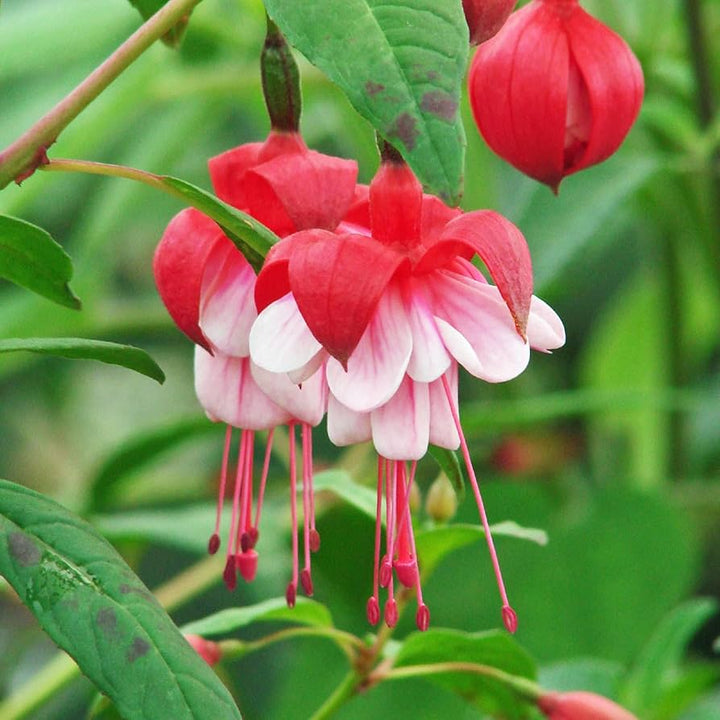 Heirloom Non-GMO Fuchsia Flower Seeds – Vibrant Hanging Baskets & Garden Planting