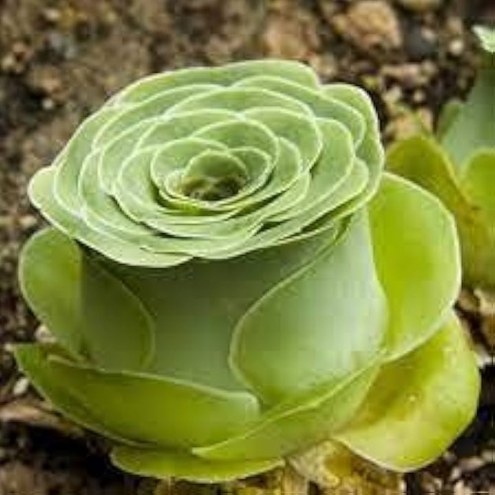 Aamish Succulent Flower Seeds for Planting 100 pcs