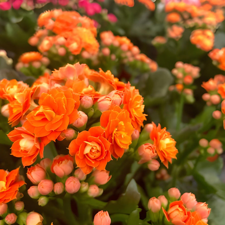 Heirloom Non-GMO Orange Kalanchoe Flower Seeds – Lively Garden Pots & Indoor Planting