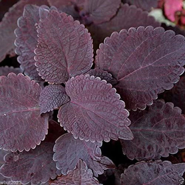 Deep Purple Coleus Plant Seeds for Planting - 100 pcs