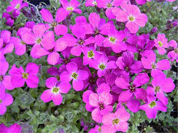 Pink Rock Cress Flower Seeds for Planting, 100 pcs