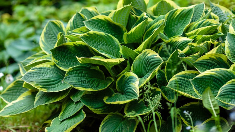 Green Hosta Plant Seeds for Planting, 100 pcs