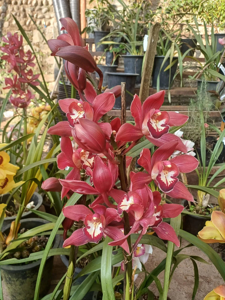 cymbidium faberi flower seeds