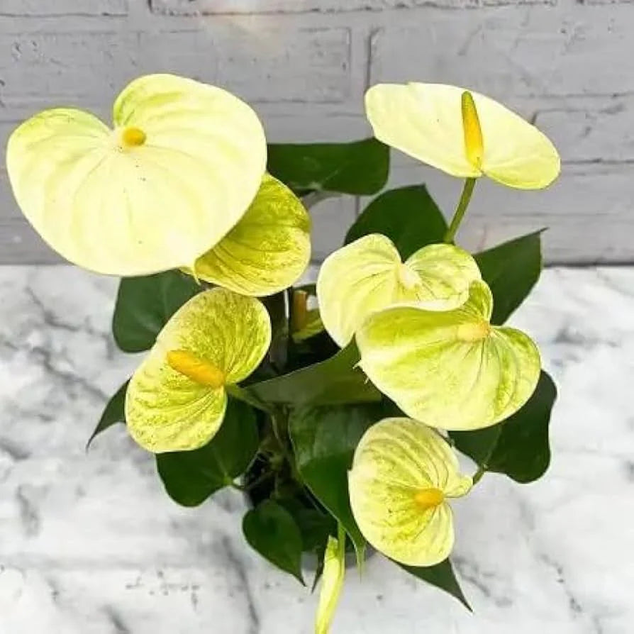 Anthurium Flower Seeds Light Yellow for Planting - 100 pcs