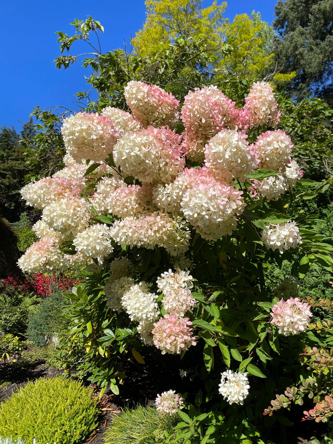 Heirloom White Pink Hydrangea Flower Seeds, Non-GMO Lush Blooms for Planting
