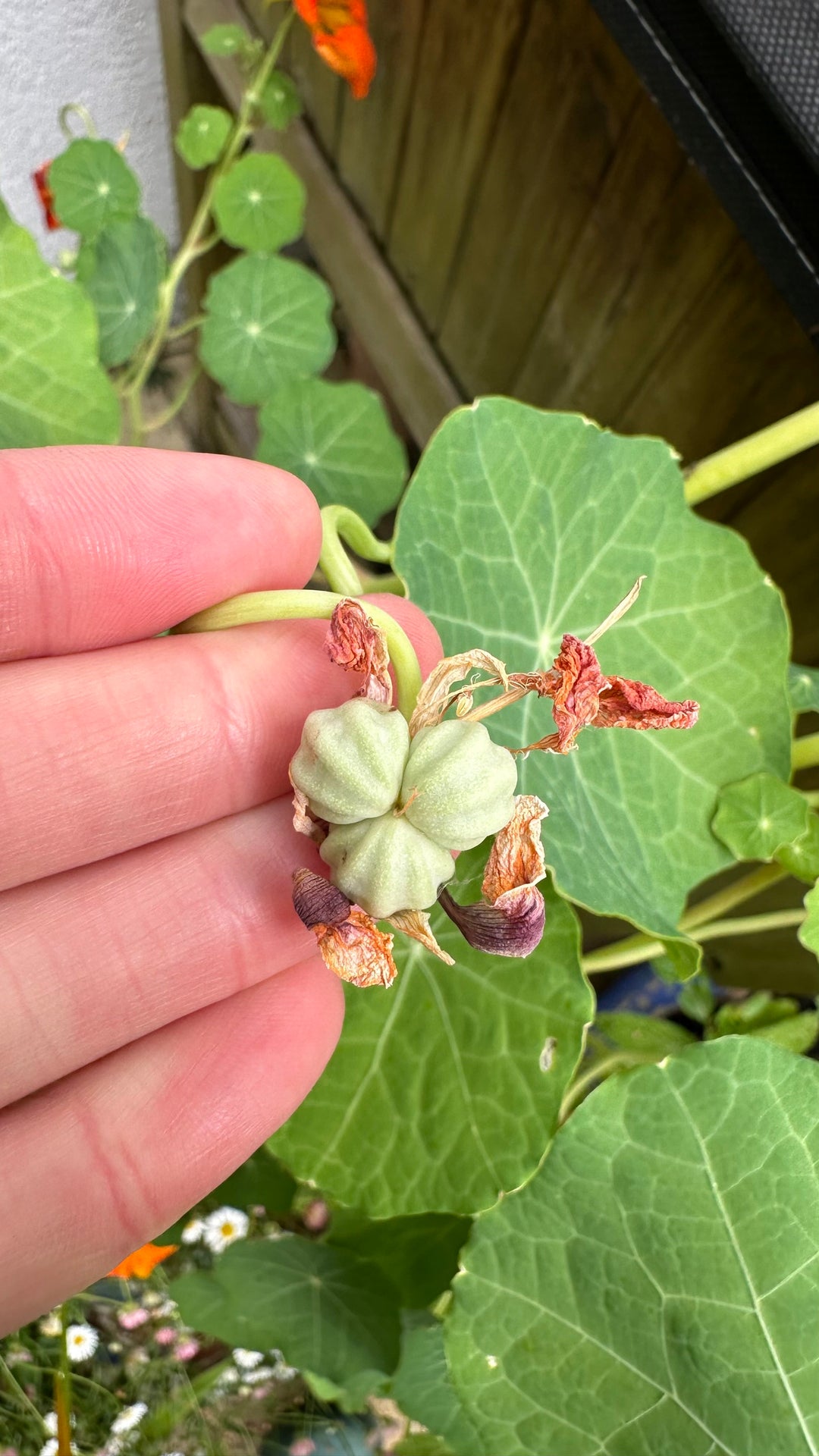 Green Nasturtium Flower Seeds for Planting - 100 pcs