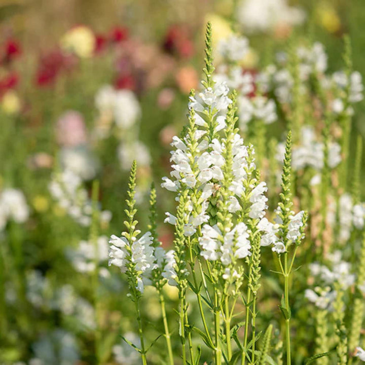 Hvide Physostegia blomsterfrø til udplantning - 100 stk