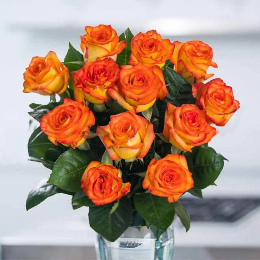 Rød Orange Rose Blomsterfrø til udplantning - 100 stk