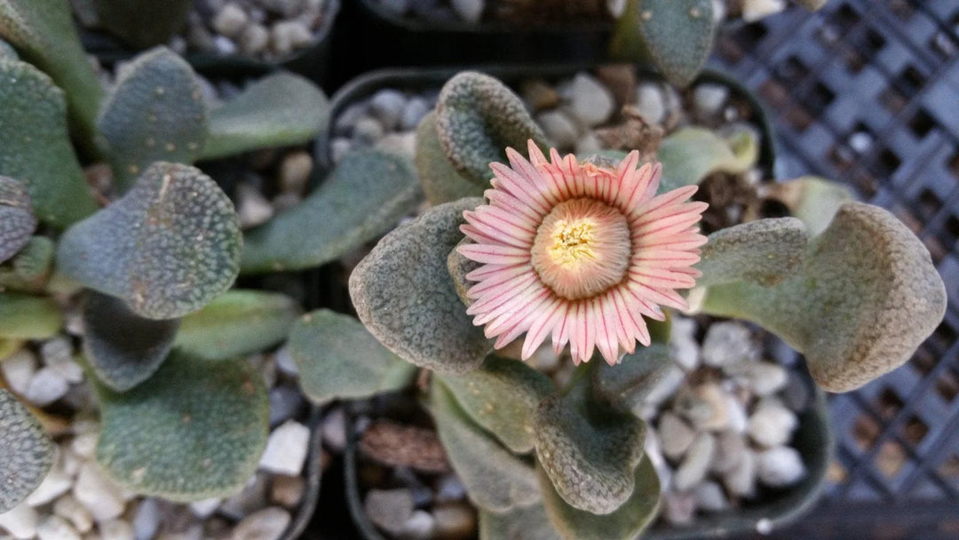 Titanopsis Fulleri Plantefrø til udplantning - 100 stk