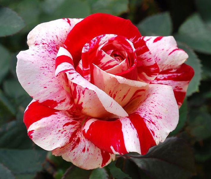 Red and White Rose Flower Seeds for Planting - Heirloom, Non-GMO Seeds for Beautiful Blooms