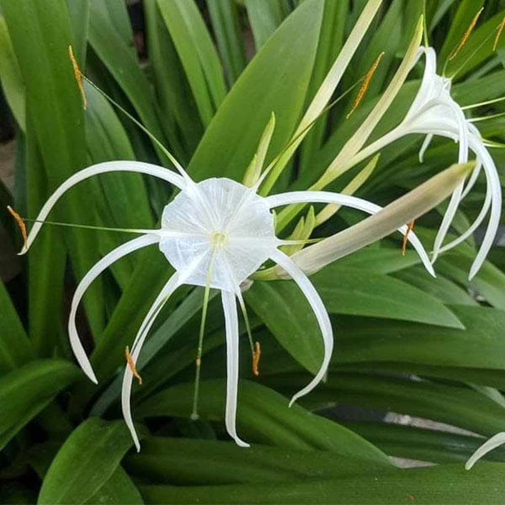 Heirloom Hymenocallis Flower Seeds, Non-GMO Spider Lily Blooms for Elegant Garden Planting
