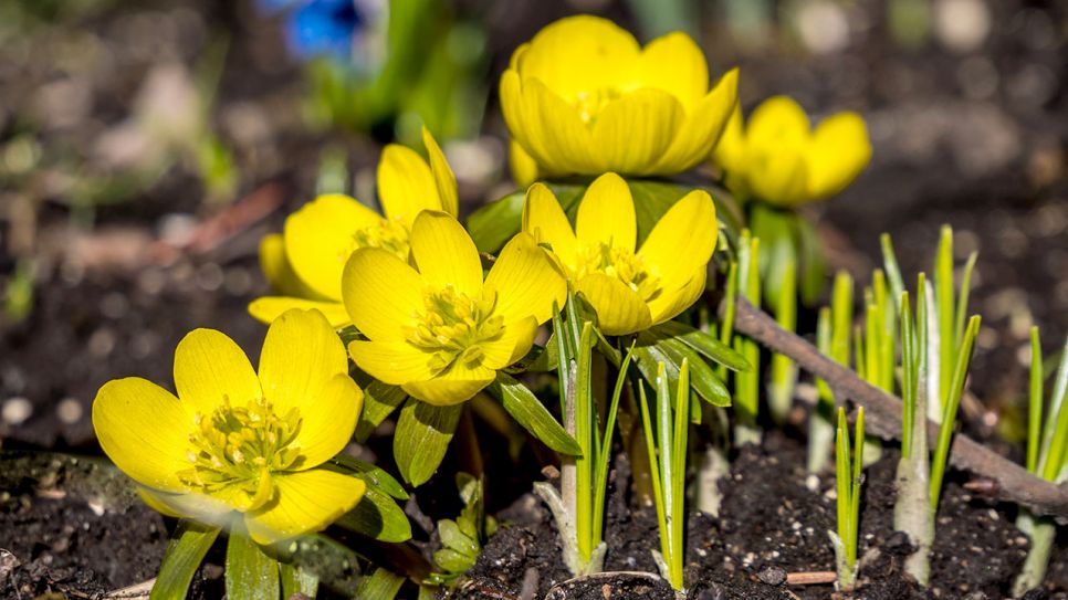 Friske Winterling blomsterfrø til udplantning - 100 stk