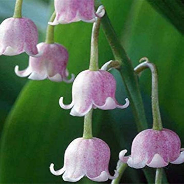 Purple Bell Orchid Flower Seeds for Planting - 100 pcs