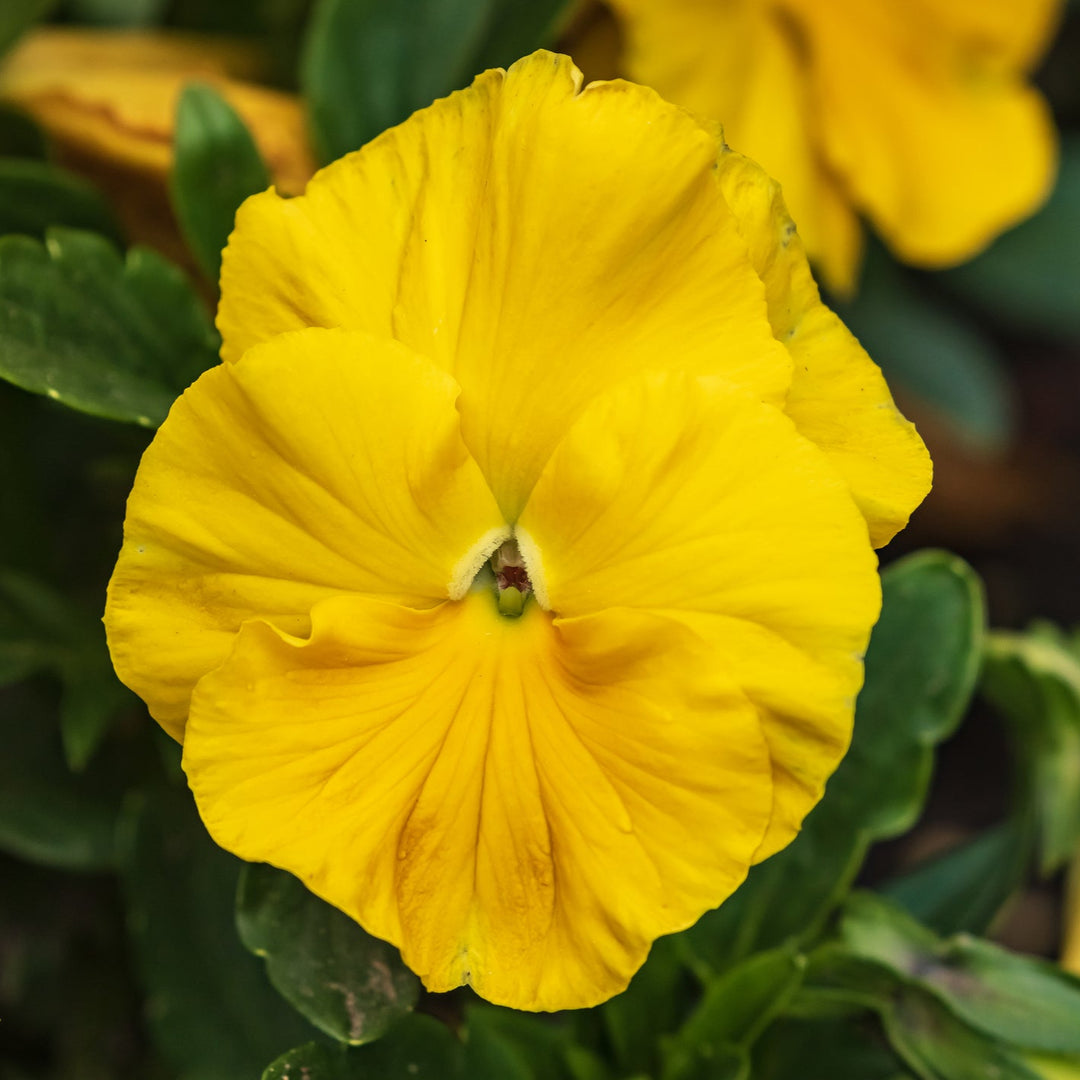 Gule schweiziske stedmoderblomst blomsterfrø til udplantning - 100 stk