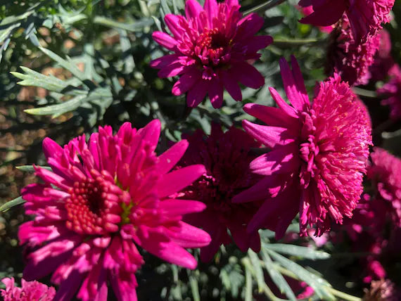 Heirloom Pink Argyranthemum Flower Seeds for Planting - Ideal for Home Garden