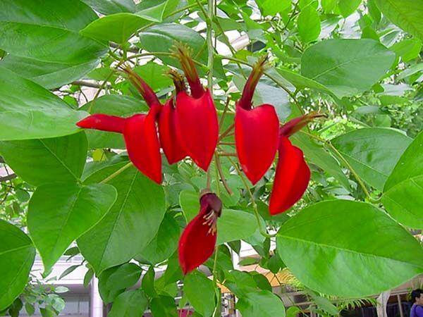 Erythrina blomsterfrø til udplantning, 100 stk