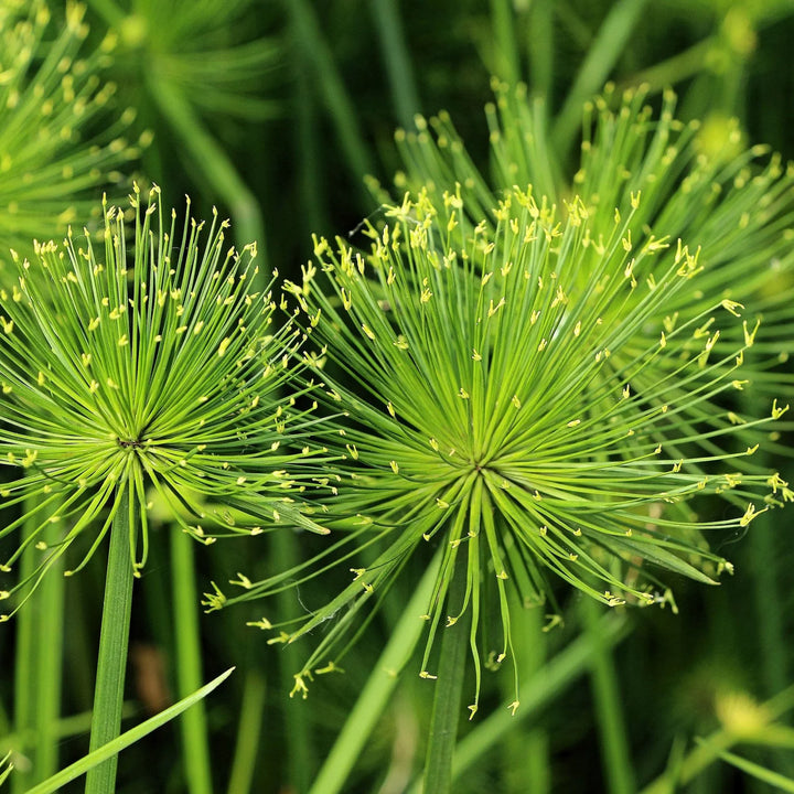 Heirloom Non-GMO Green Cyperus Papyrus Flower Seeds for Ornamental Water Garden Planting
