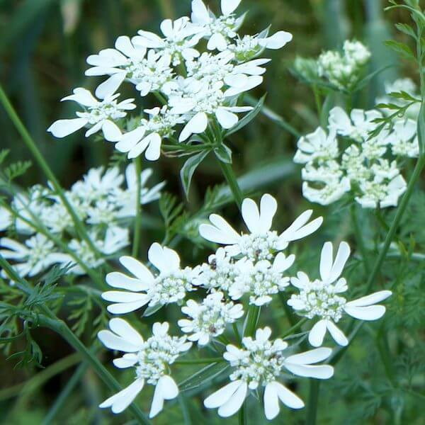 flower seeds free shipping Orlaya Flower Seeds for Planting