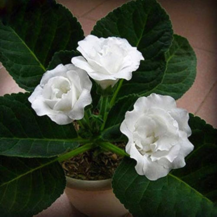 Hvide Gloxinia frø til plantning - 100 stk