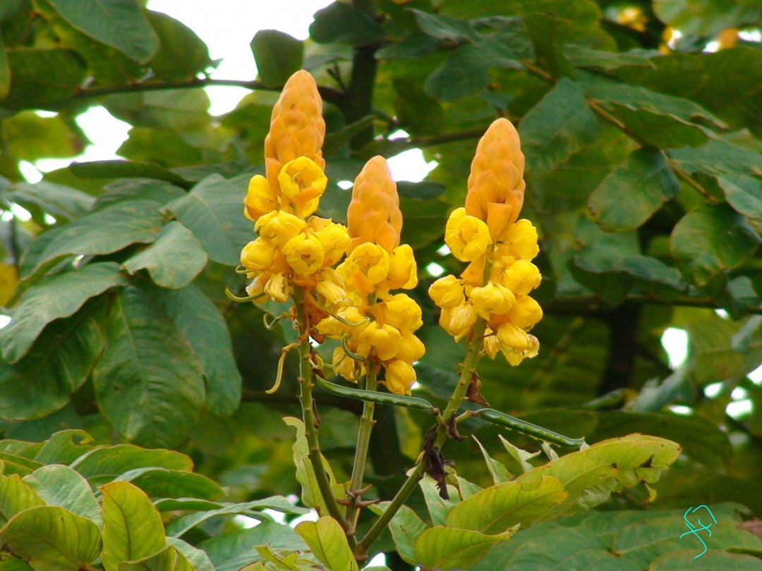 Gul Lysestage Cassia Blomsterfrø til udplantning - 100 stk