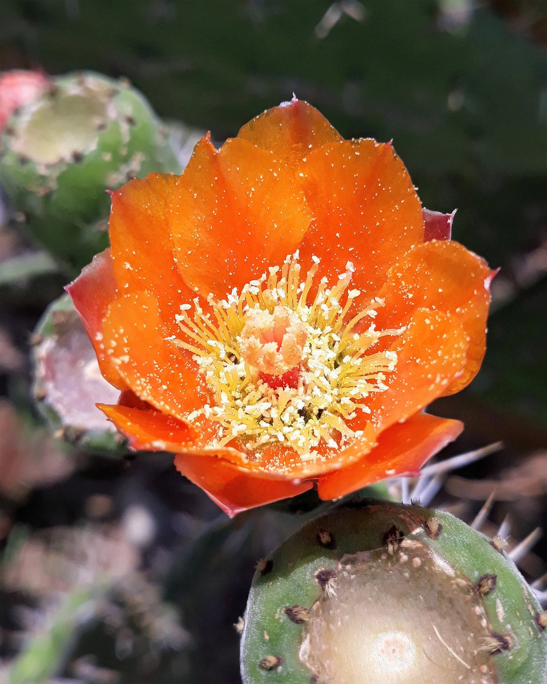 Orange Opuntia Flower Seeds for Planting - Heilroom Seeds for Home Garden, GMO Free Seeds