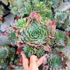 Blandede Sempervivum blomsterfrø til udplantning 100 stk