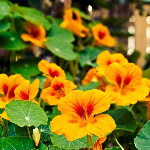 Yellow Red Nasturtium Flower Seeds for Planting, 100 pcs