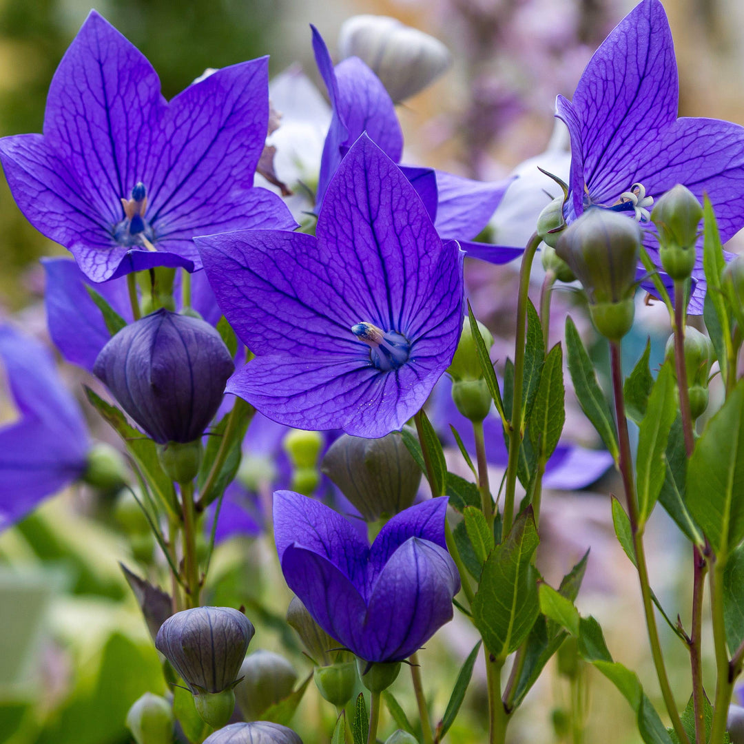 Balloon Flower Seeds for Planting, Heirloom, Non-GMO, 100 pcs