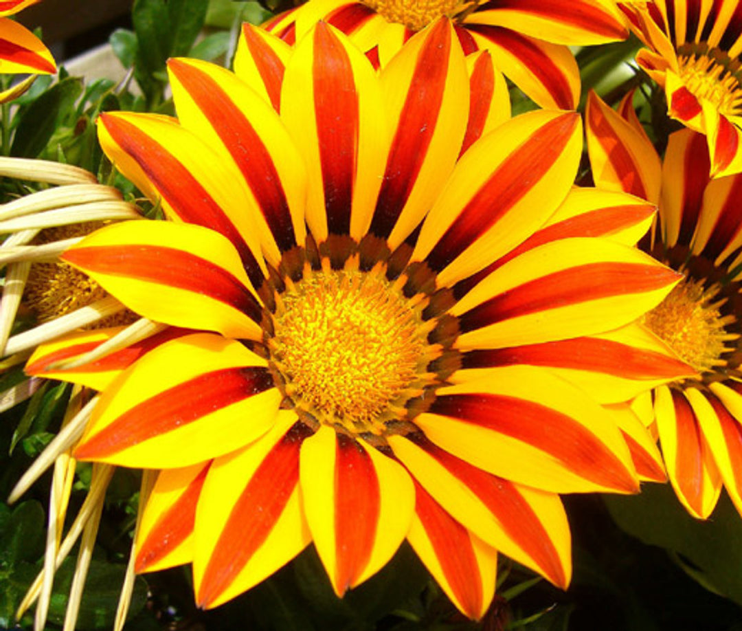 Gul Rød Gazania Rigens Blomsterfrø til udplantning - 100 stk