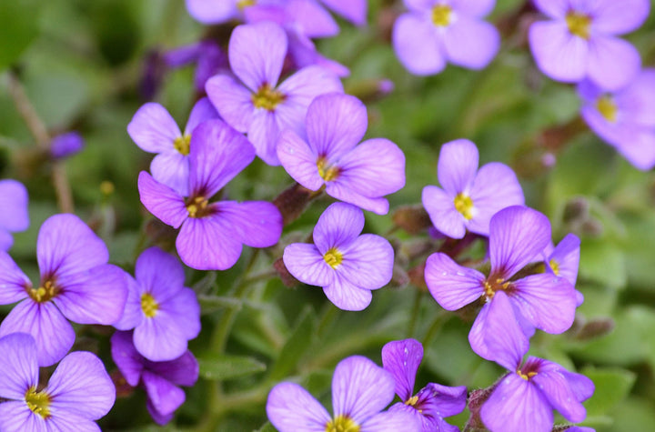 Violet stenkarse plantefrø til udplantning - 100 stk