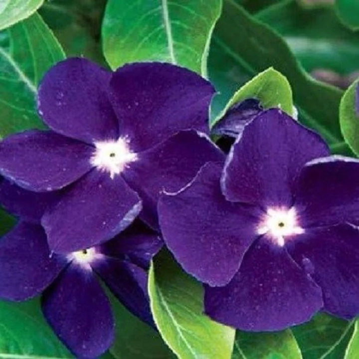 Purple Periwinkle Flower Seeds – Heirloom Non-GMO Vinca Blooms for Low-Maintenance Garden Beds