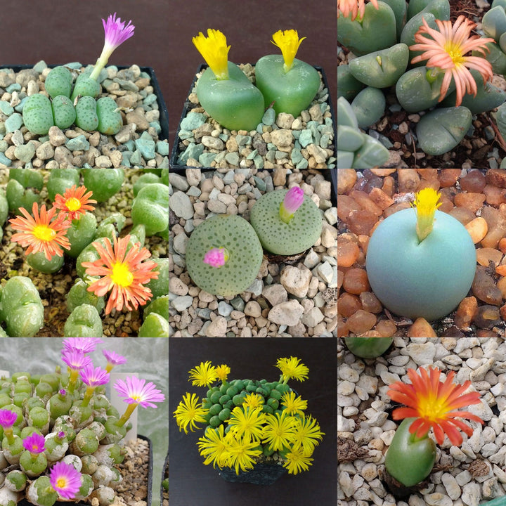 Blandede Conophytum Hammeri plantefrø til udplantning, 100 stk