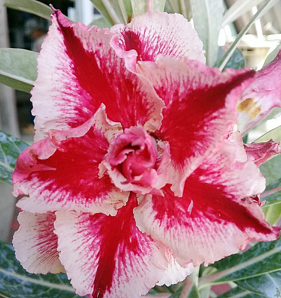 Adenium Obesum blomsterfrø til plantning - 100 stk