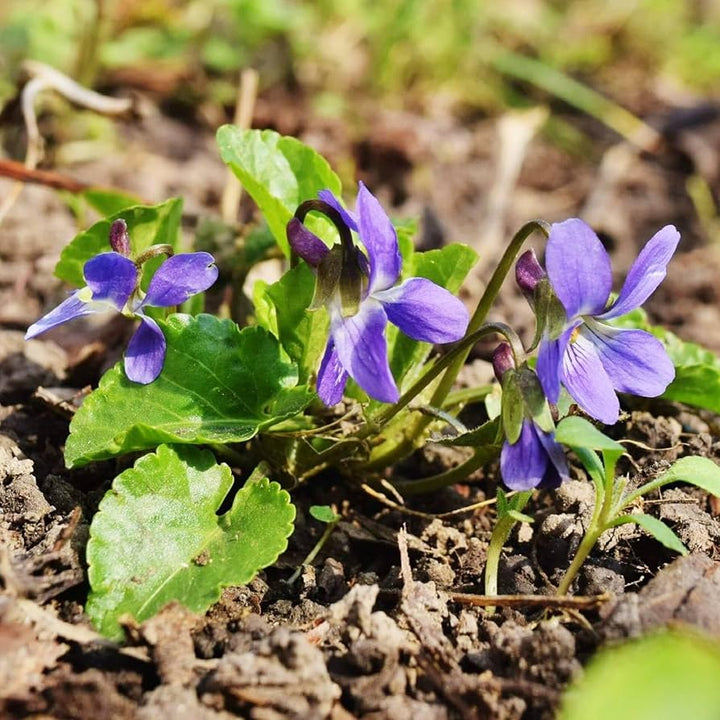 Heirloom Non-GMO Purple Viola Charlotte Flower Seeds for Planting – Elegant Blooming Flower Seeds