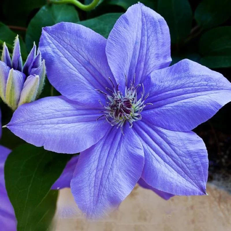 Clematis blå blomsterfrø til plantning - 100 stk