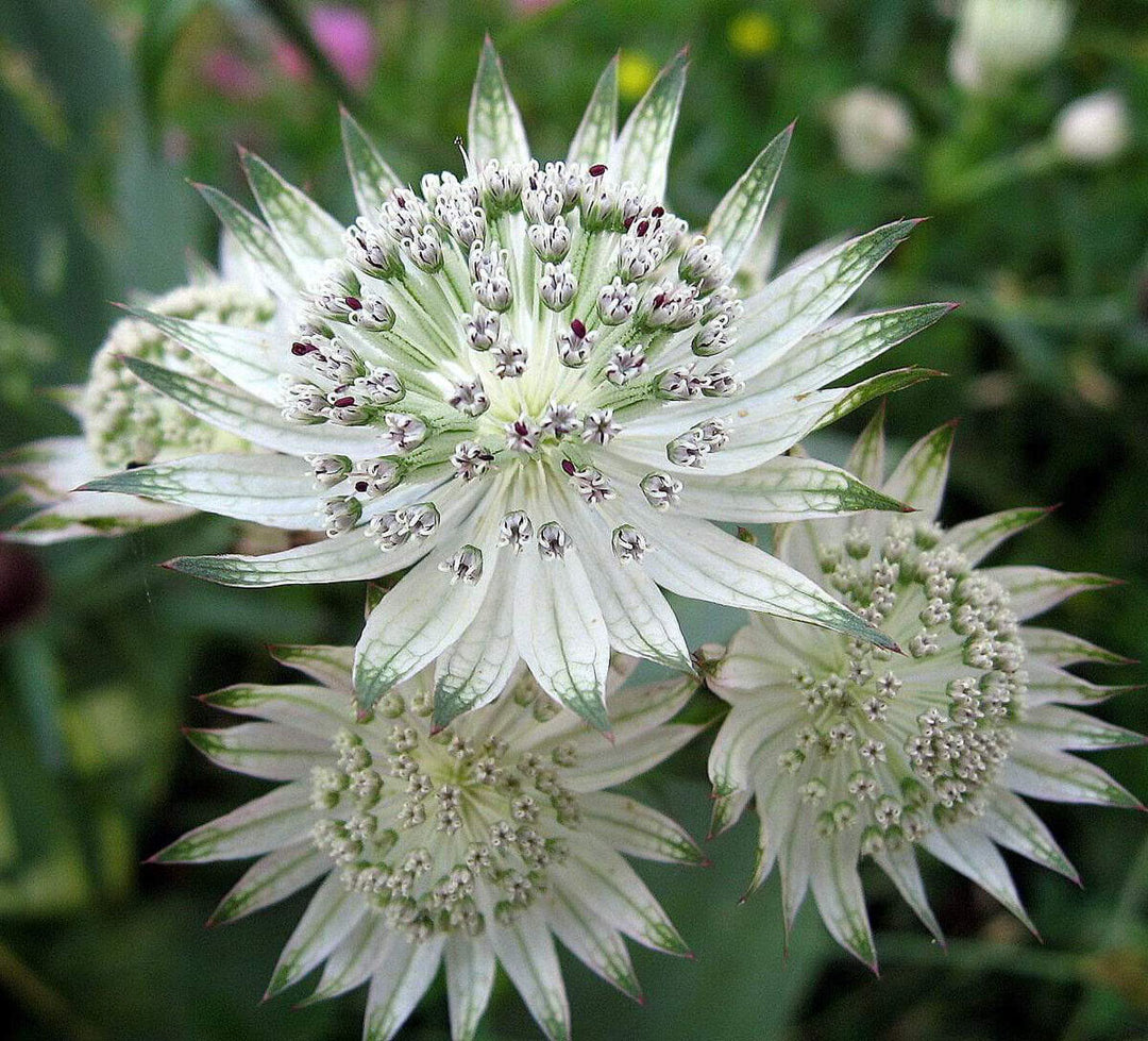 Astrantia Plant Seeds for Planting - 100 pcs