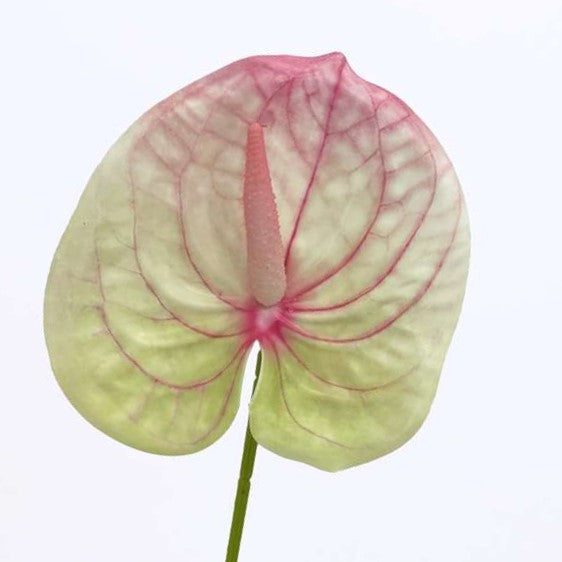 Cream Pink Anthurium Flower Seeds for Planting, 100 pcs