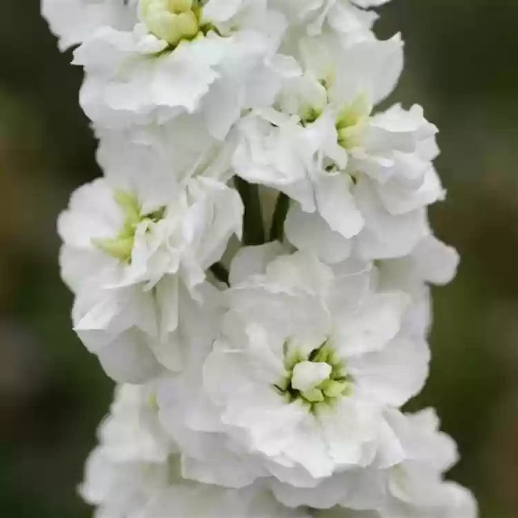 White Evening Stock Flower Seeds for Planting, 100 pcs