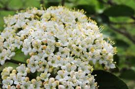 viburnum rhytidophyllum flower seeds