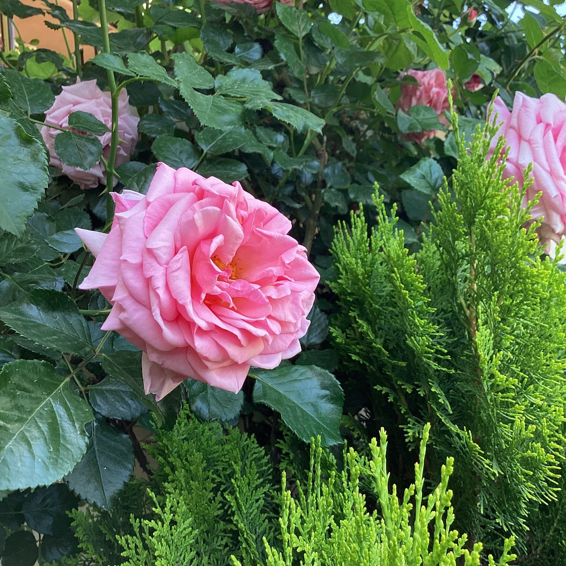 rosa damascena seeds for sale Rosa Damascena Seeds for Planting – Organic, Heirloom, Non-GMO Aromatic Flower Seeds