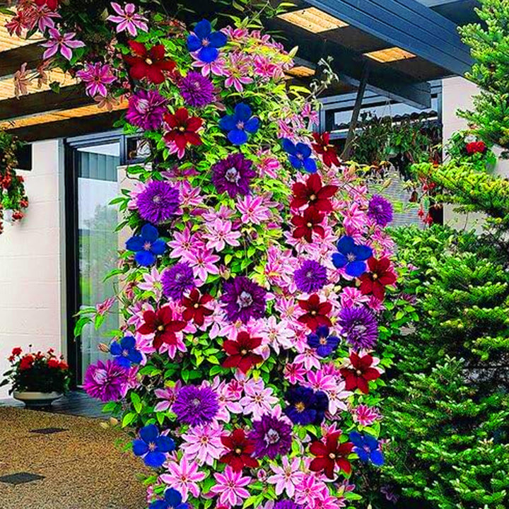 Heirloom Non-GMO Mixed Clematis Flower Seeds for Garden Planting – Stunning Climbing Blooms
