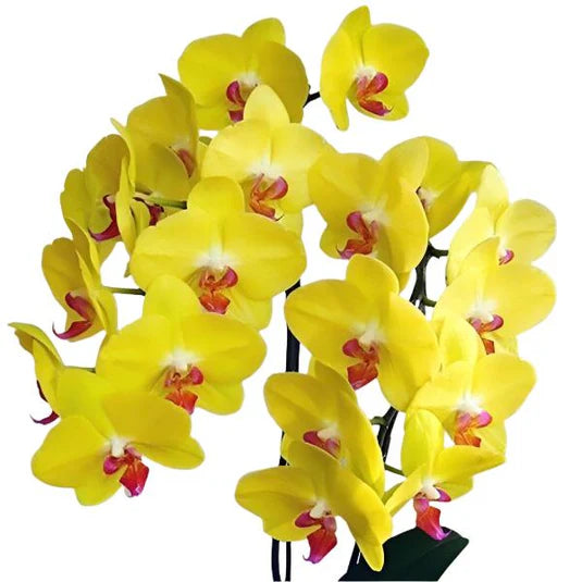 Orchid Phalaenopsis Flower Seeds – Heirloom, Non-GMO Elegant Tropical Blooms for Indoor Planting