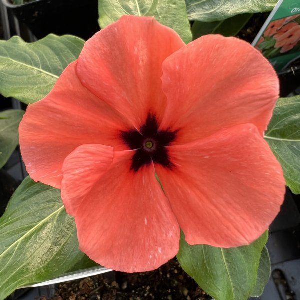 Heirloom Non-GMO Periwinkle Flower Seeds for Vibrant and Low-Maintenance Garden Planting