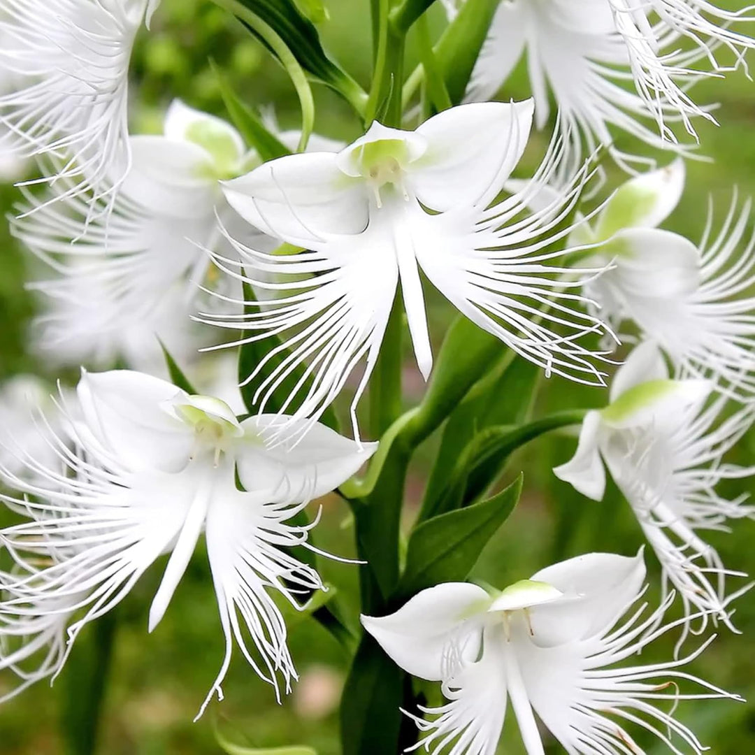 White Egret Orchid Seeds for Planting, 100 pcs