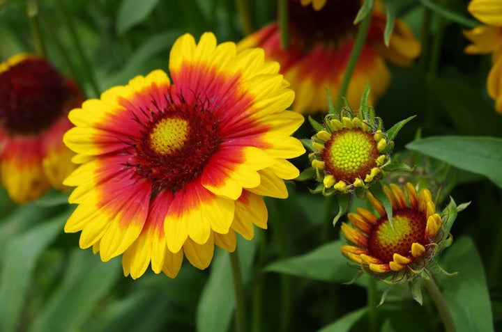 Gul Orange Aristata Blomsterfrø til udplantning, 100 stk