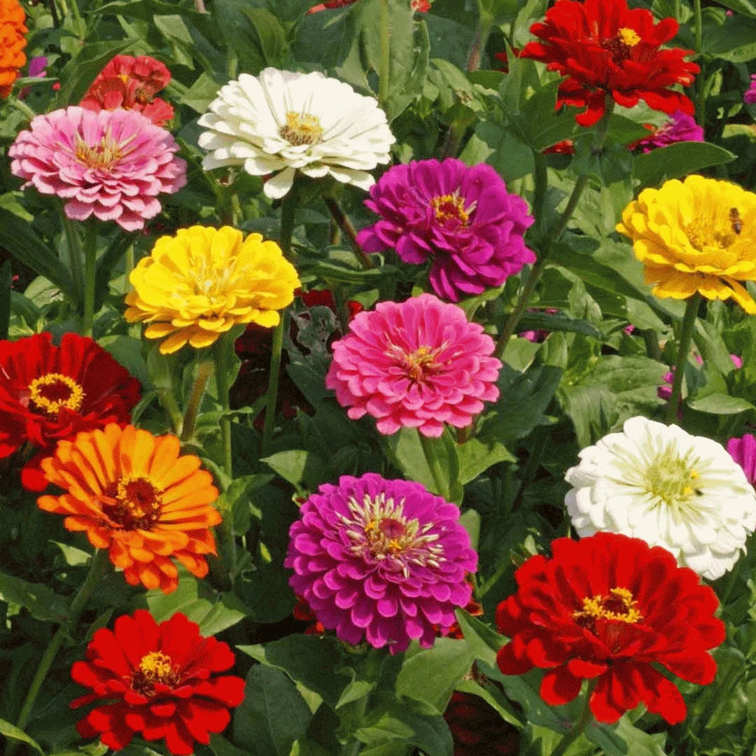 Zinnia Elegans blomsterfrø til plantning Blandede farver 100 stk