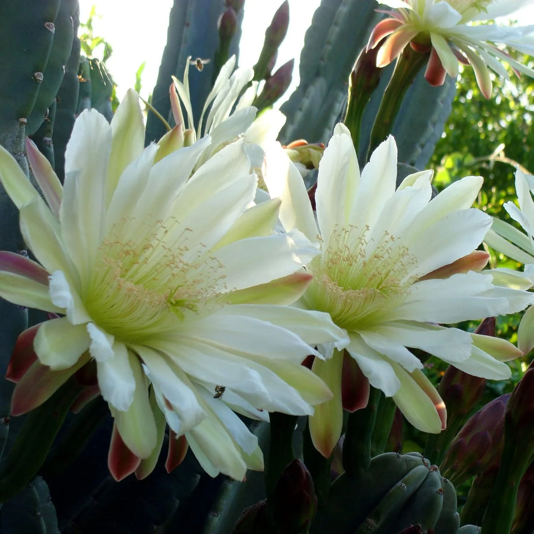 Cereus blomsterfrø til udplantning, 100 stk